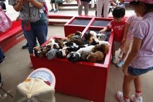 久しぶりに動物園